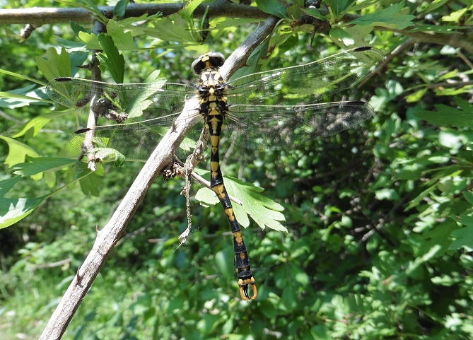 Onychogomphus uncatus,  maschio